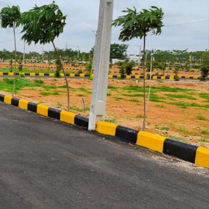 Avenue Trees